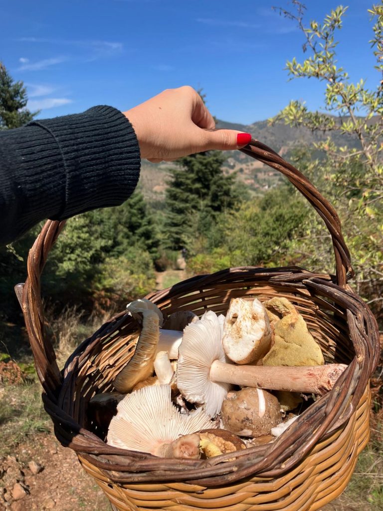 What I Learned While Mushroom Hunting That Can Be Applied to Life