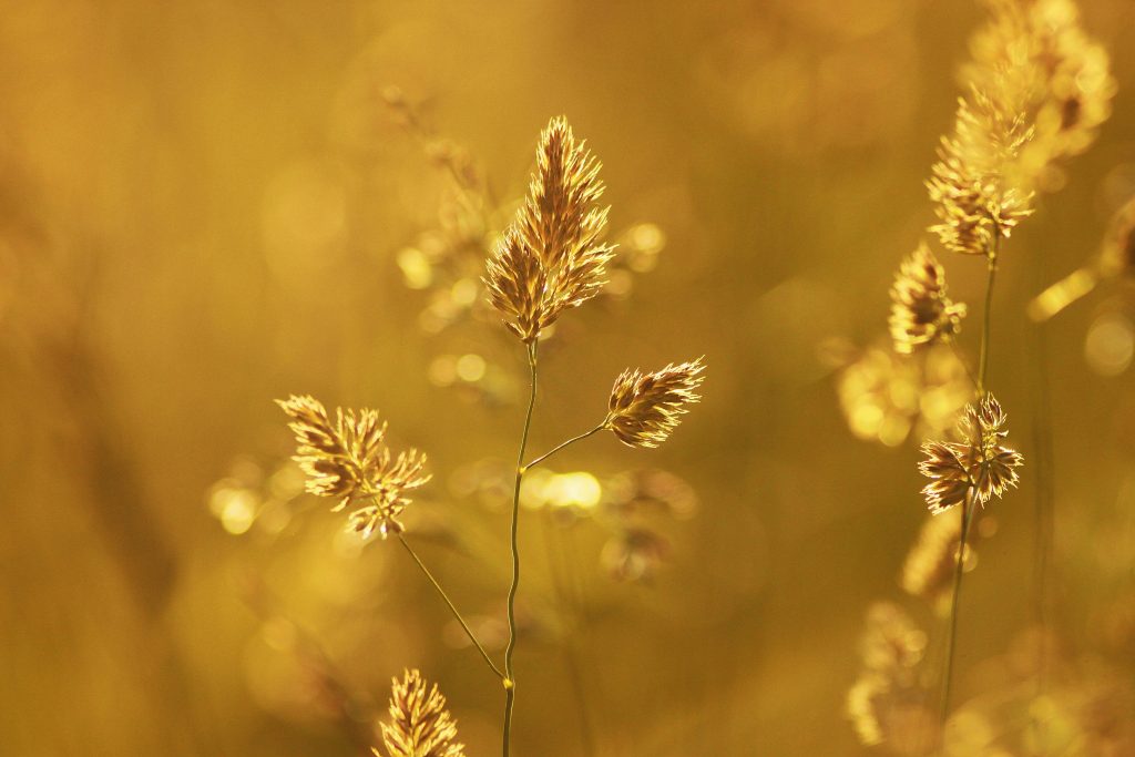 Non-Violent Communication for Authentic Relationships